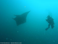 BD-070404-Similan-4040391-Manta-birostris-(Walbaum.-1792)-[Giant-manta.-Stillahavsmanta].jpg